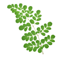 moringa oil